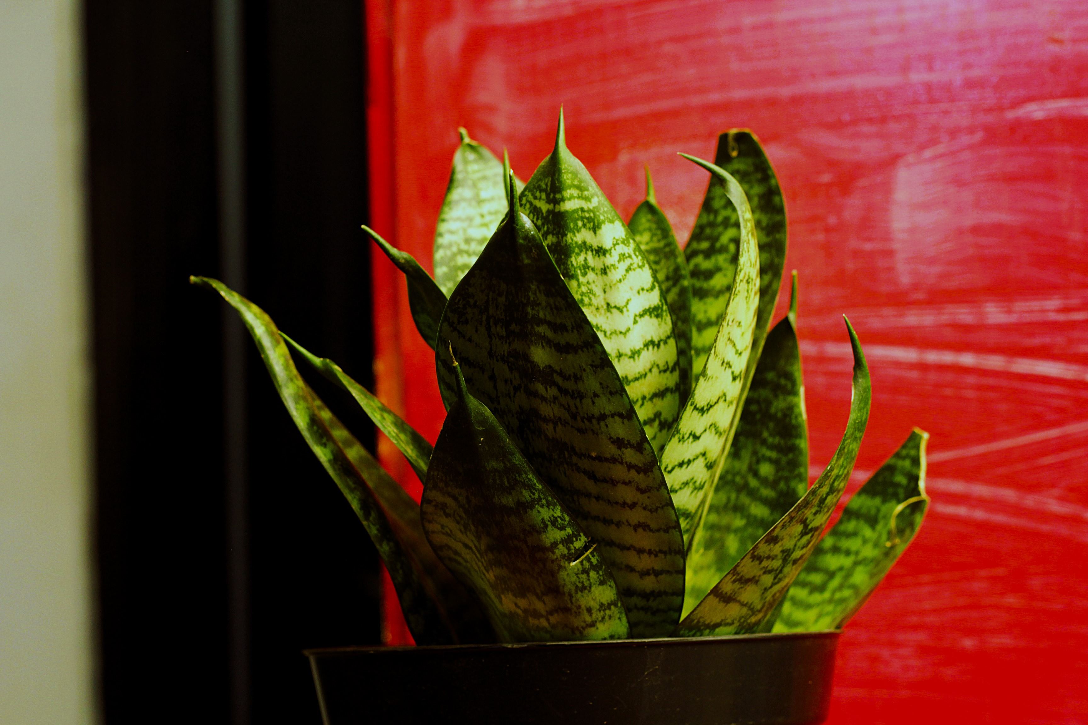Snake Plant Available in Ghana