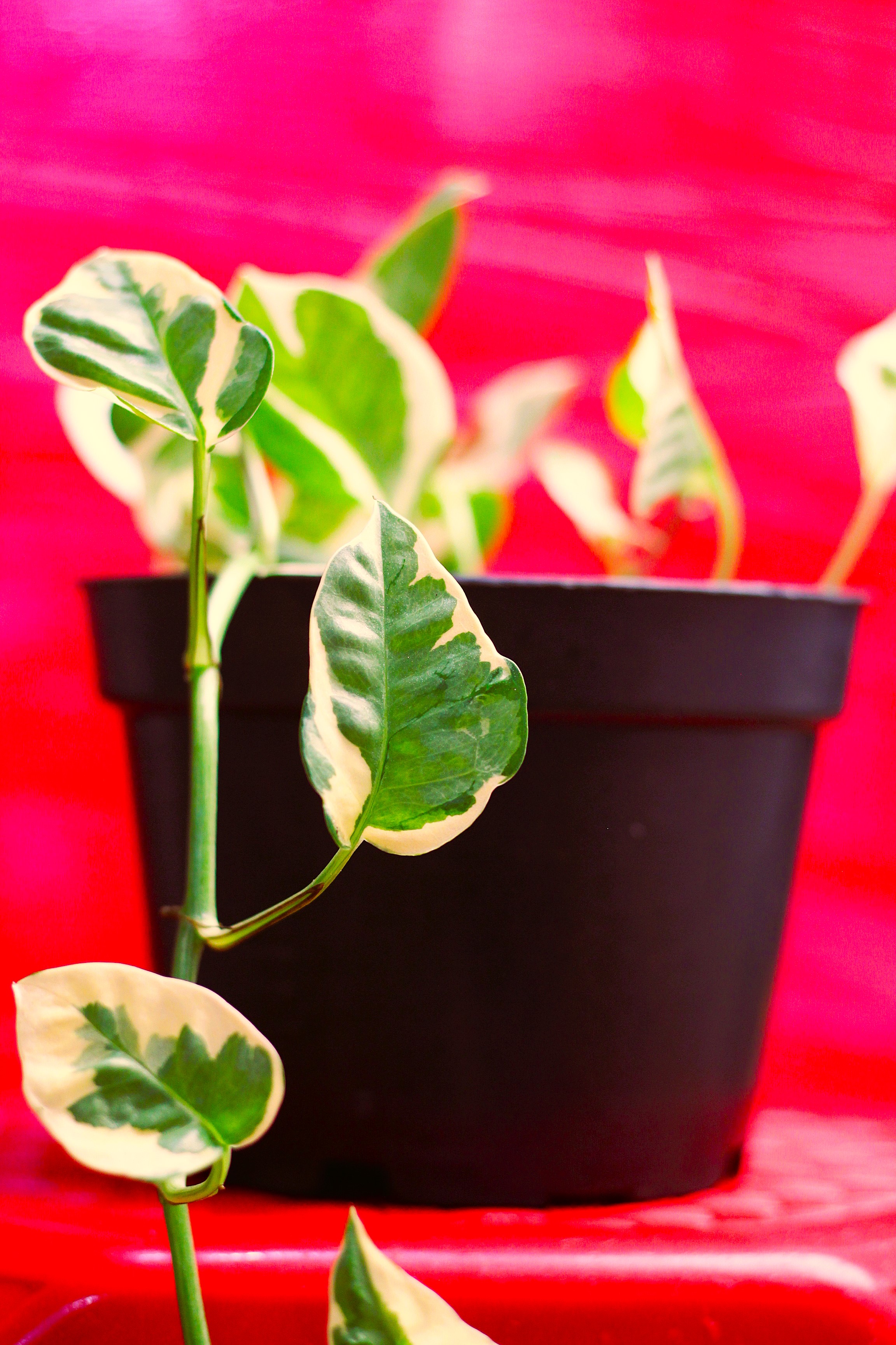 Shop Your Plants From Us 