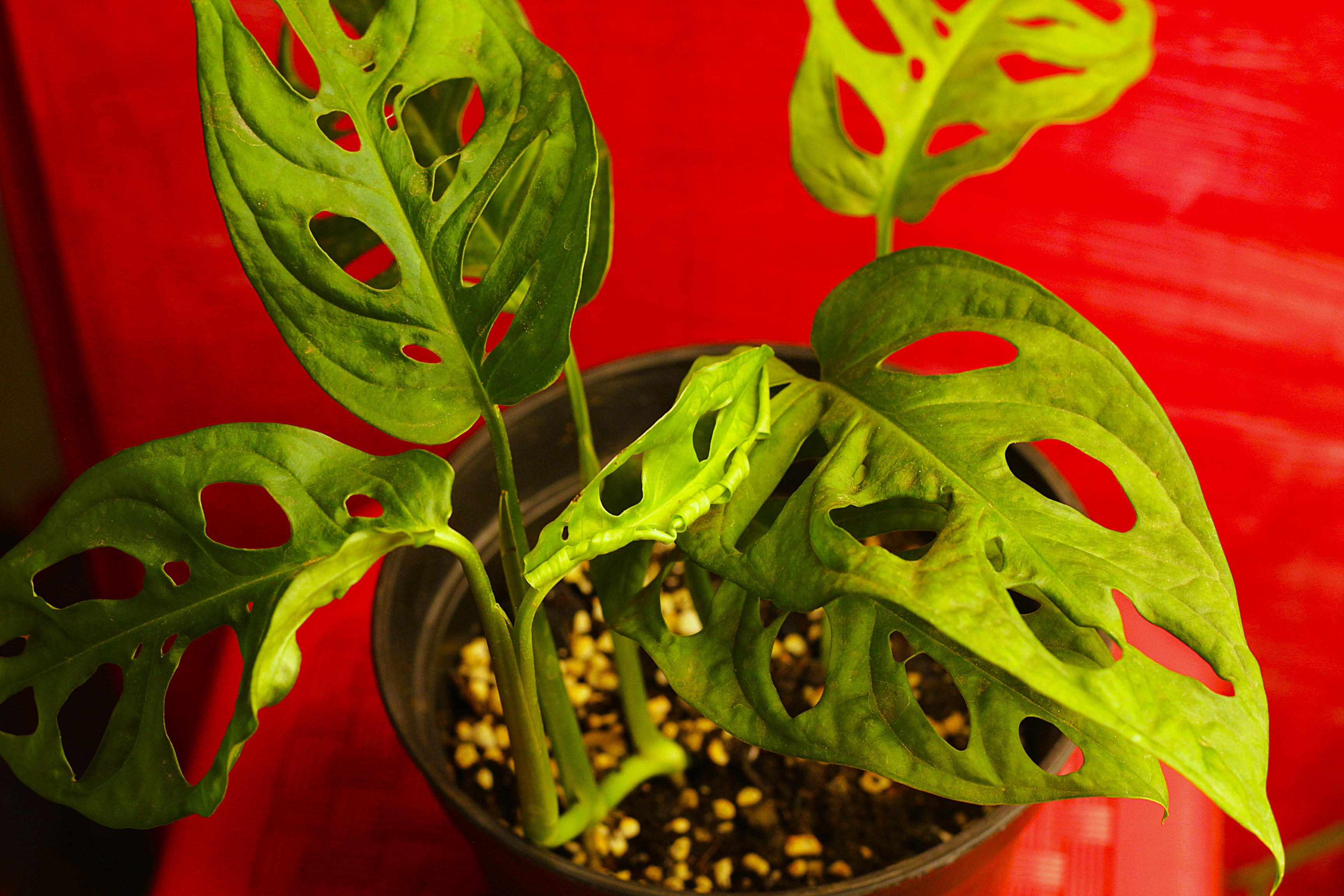 Shop Your Plants From Us 