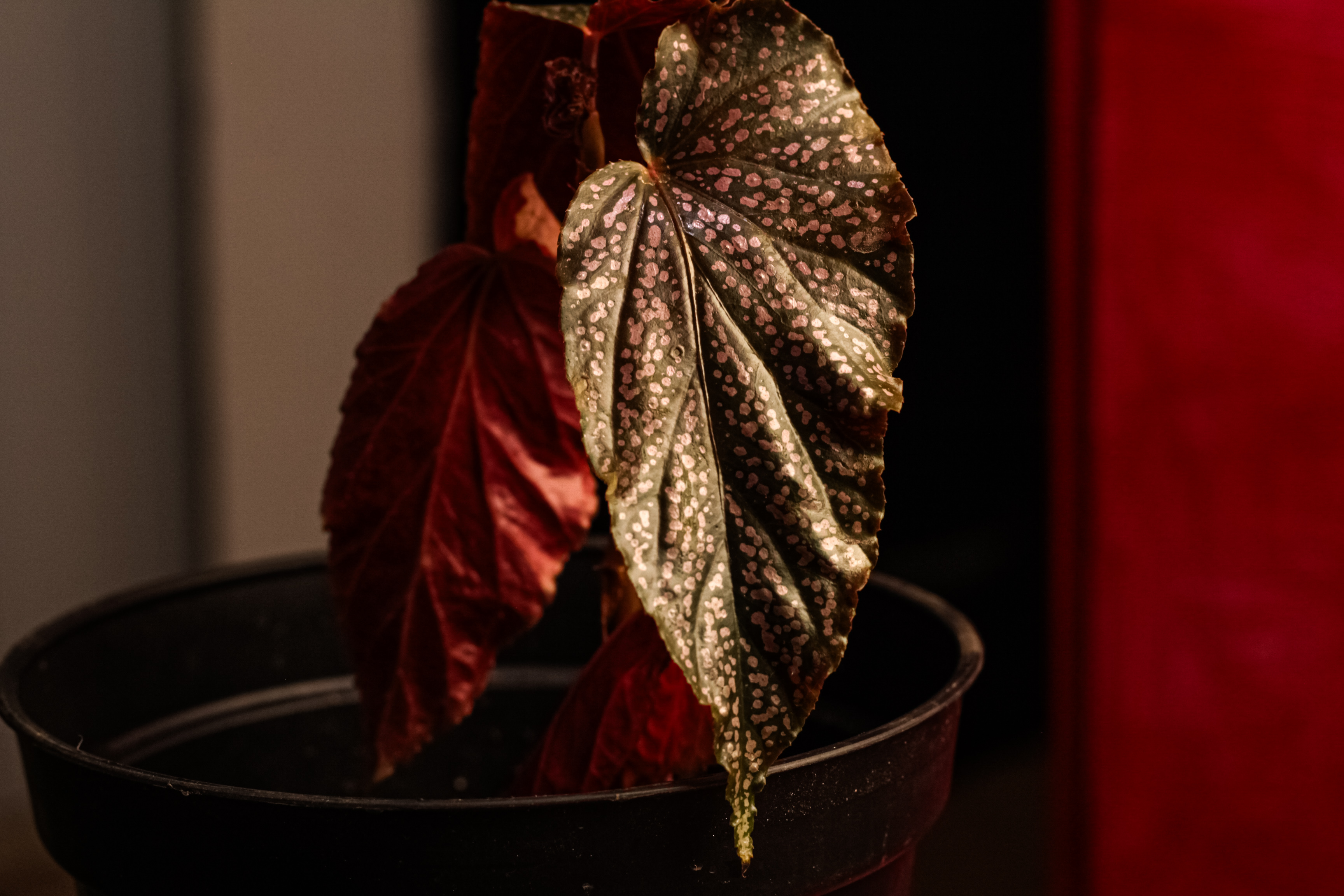 Plant Sales