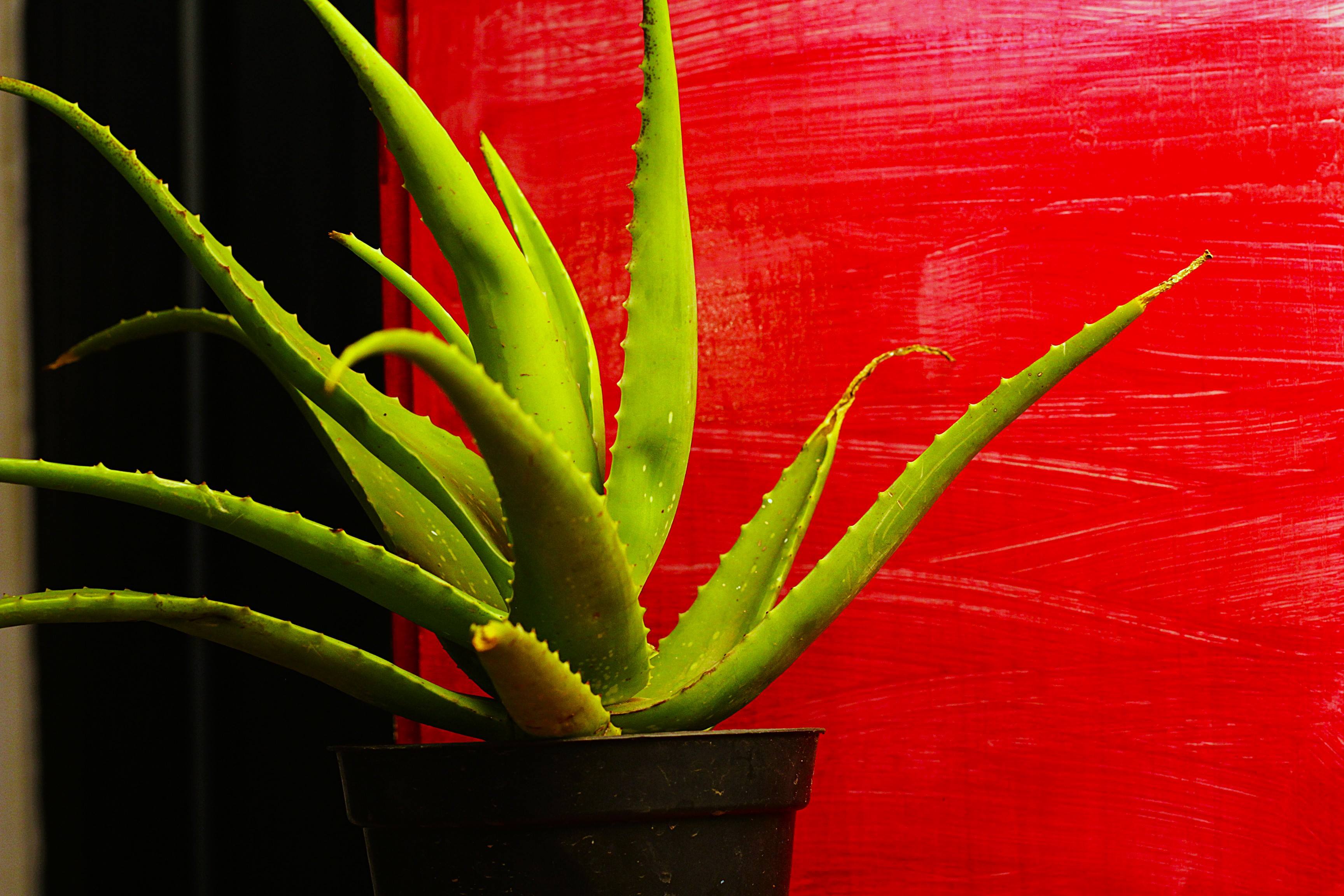Shop Your Plants From Us 